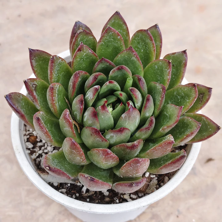 Echeveria Agavoide Christmas 3