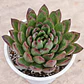 Echeveria Agavoide Christmas - Miniatura 3