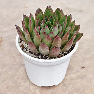 Echeveria Agavoide Christmas