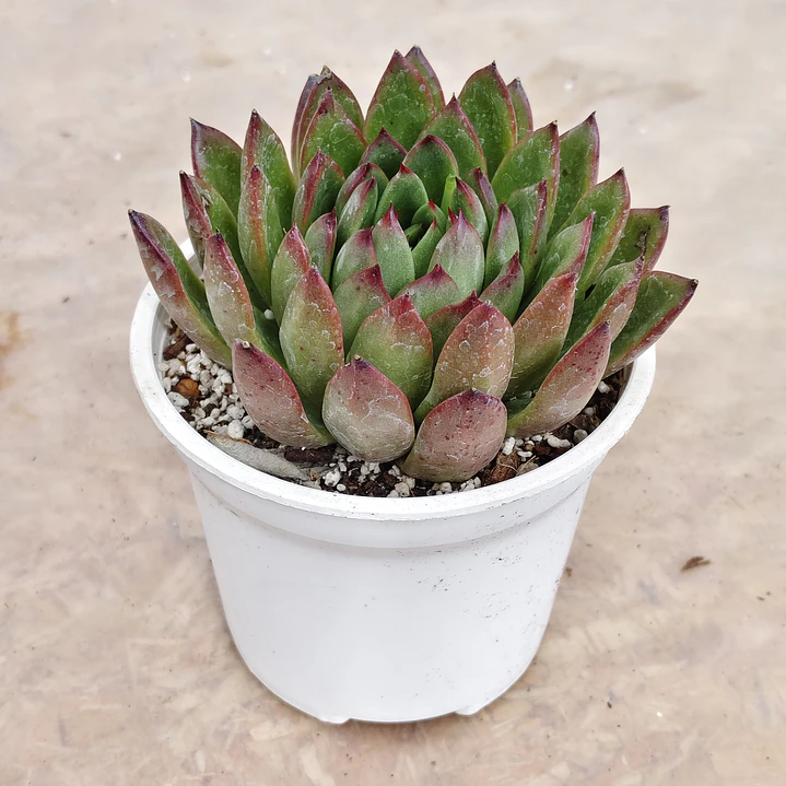 Echeveria Agavoide Christmas 1
