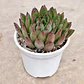 Echeveria Agavoide Christmas - Miniatura 1