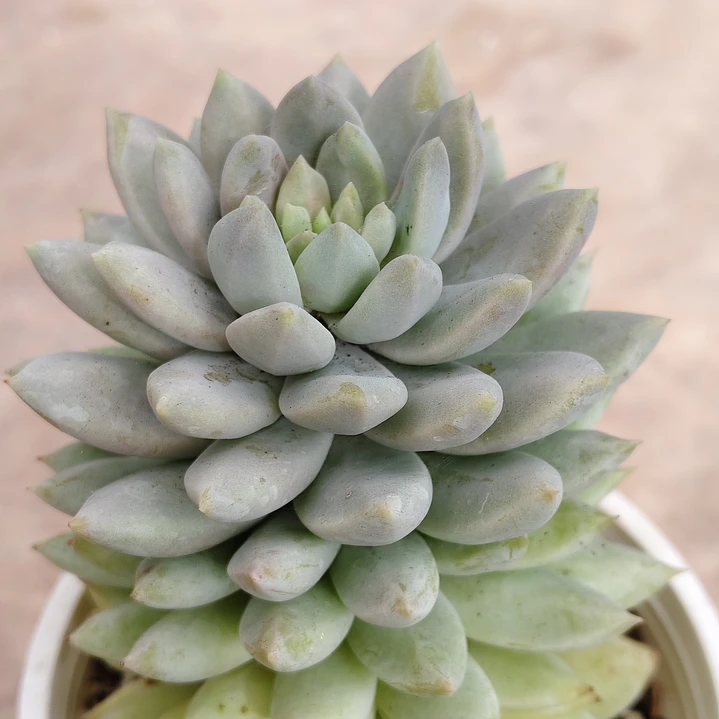 Sedeveria Lilac Mist 3
