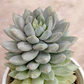 Sedeveria Lilac Mist - Miniatura 3
