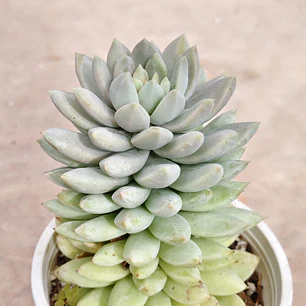 Sedeveria Lilac Mist