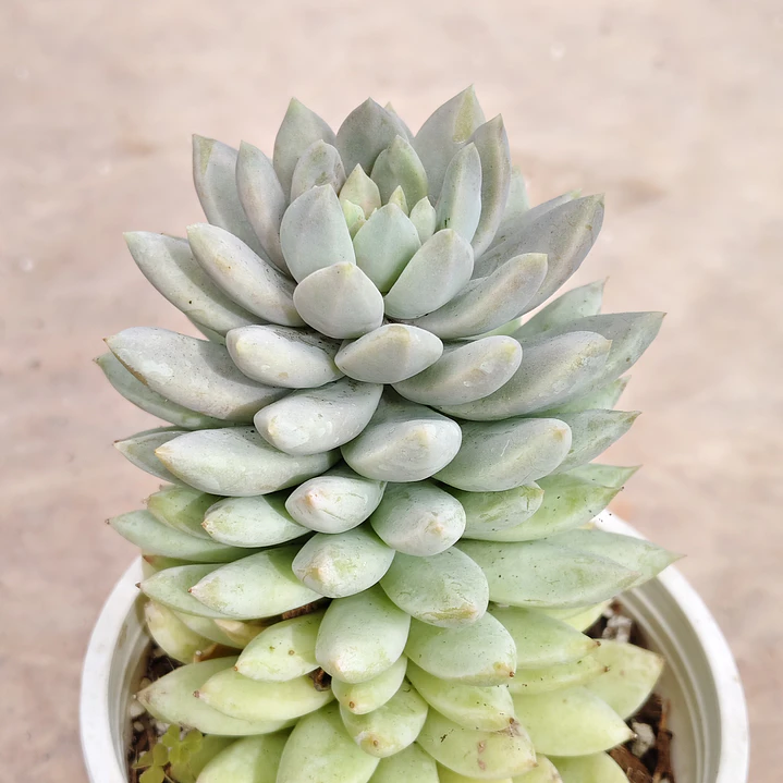 Sedeveria Lilac Mist 2