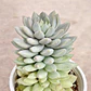 Sedeveria Lilac Mist - Miniatura 2