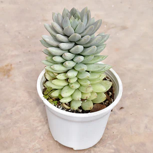 Sedeveria Lilac Mist