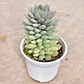 Sedeveria Lilac Mist - Miniatura 1