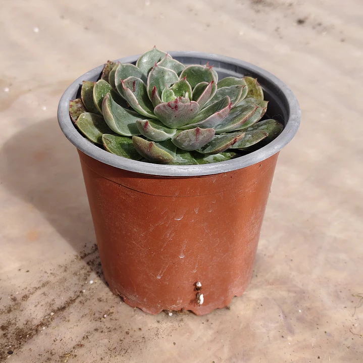 Echeveria Genesis 4