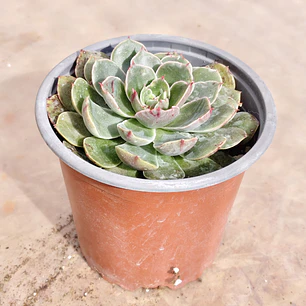 Echeveria Genesis