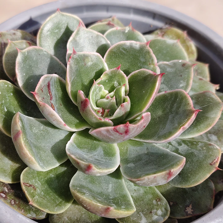 Echeveria Genesis 3