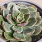 Echeveria Genesis - Miniatura 3