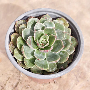 Echeveria Genesis