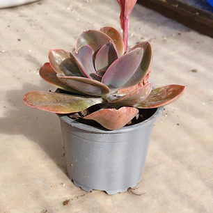 Echeveria Gibbiflora Metallica 