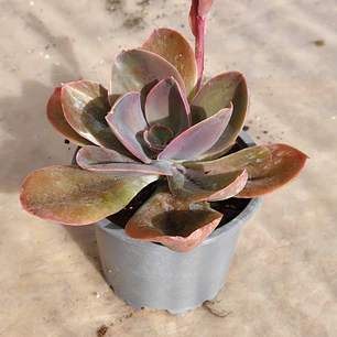 Echeveria Gibbiflora Metallica 
