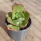 Echeveria Pallida - Miniatura 4