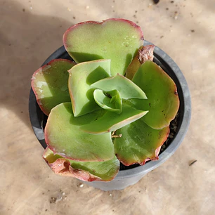 Echeveria Pallida