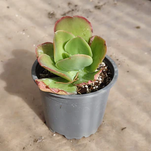 Echeveria Pallida