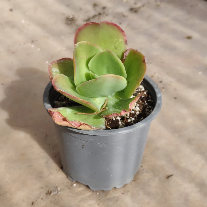 Echeveria Pallida 1