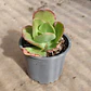 Echeveria Pallida - Miniatura 1