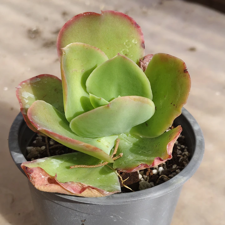 Echeveria Pallida 3
