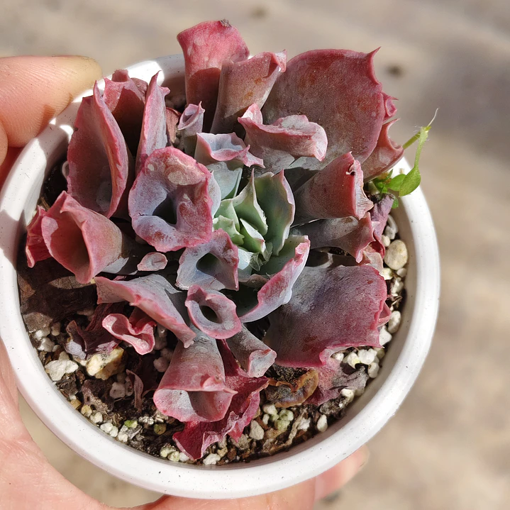 Echeveria Pink Trumpet 5