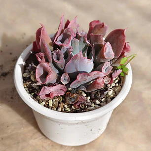 Echeveria Pink Trumpet