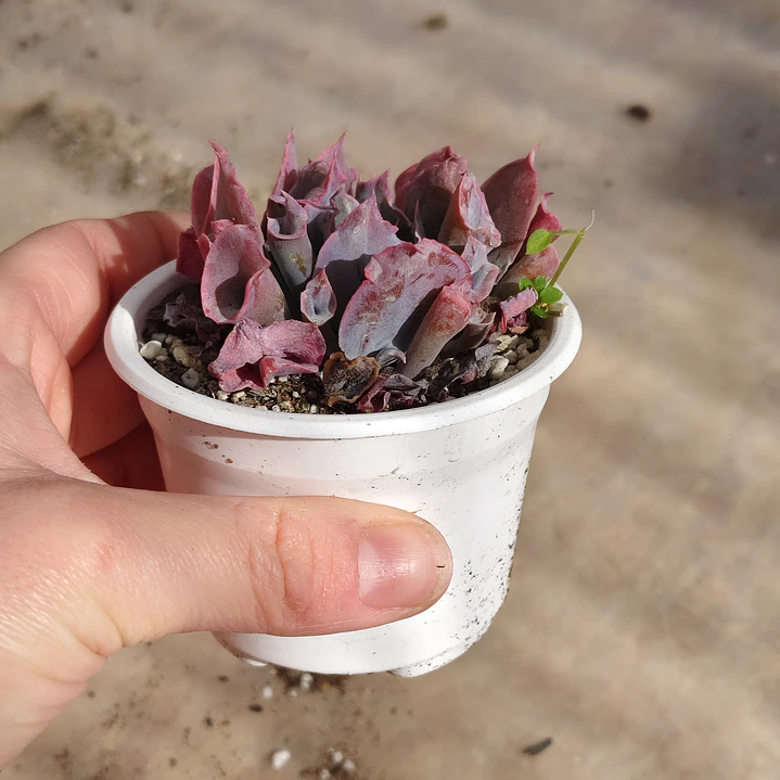 Echeveria Pink Trumpet 6