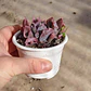 Echeveria Pink Trumpet - Miniatura 6