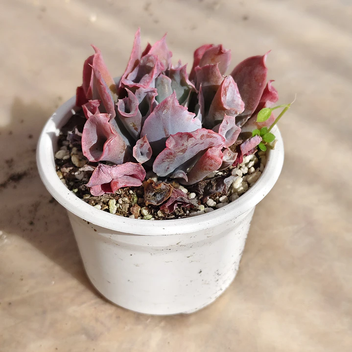Echeveria Pink Trumpet 3