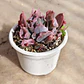 Echeveria Pink Trumpet - Miniatura 3