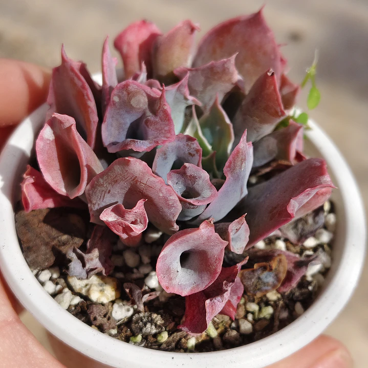 Echeveria Pink Trumpet 2