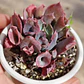 Echeveria Pink Trumpet - Miniatura 2