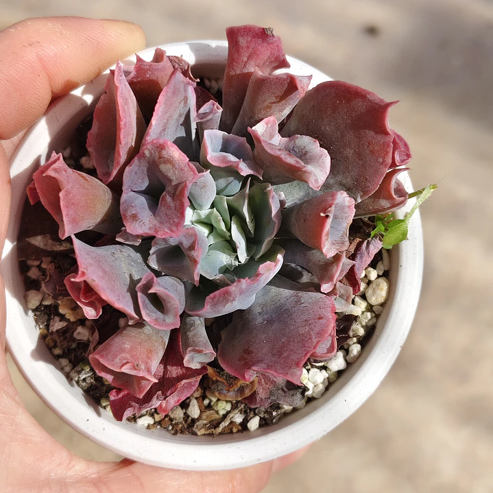 Echeveria Pink Trumpet 4