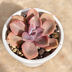 Graptovera Mr. Richard