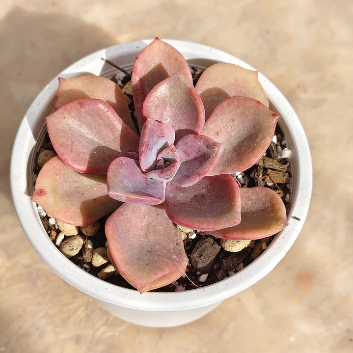 Graptovera Mr. Richard 1