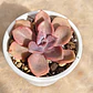 Graptovera Mr. Richard - Miniatura 1