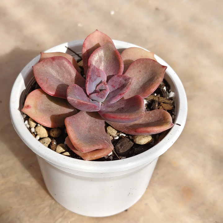 Graptovera Mr. Richard 5