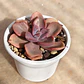 Graptovera Mr. Richard - Miniatura 5