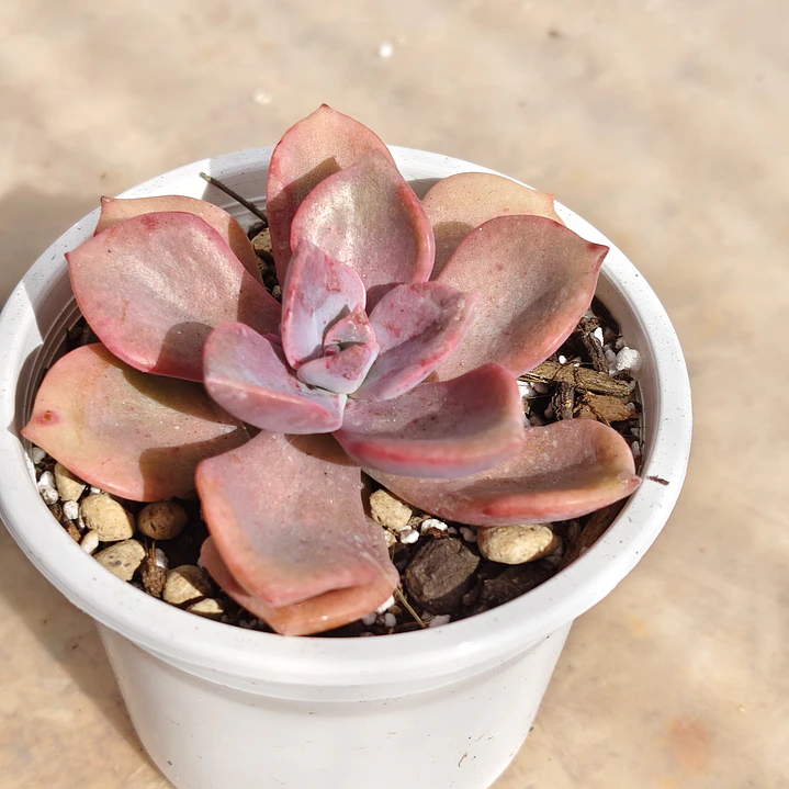 Graptovera Mr. Richard 3