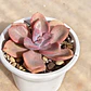 Graptovera Mr. Richard - Miniatura 3
