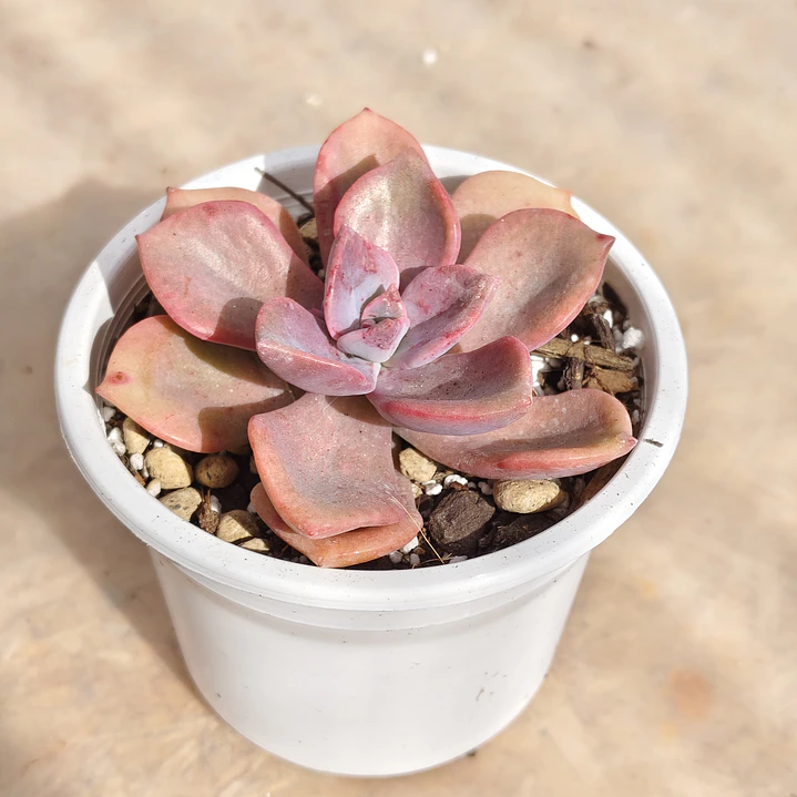 Graptovera Mr. Richard 4