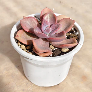 Graptovera Mr. Richard