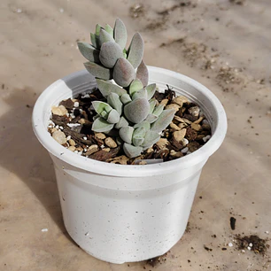 Crassula Lanuginosa Var. Pachystemon