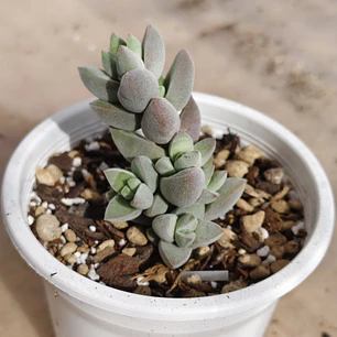 Crassula Lanuginosa Var. Pachystemon