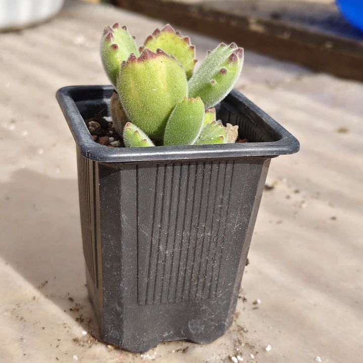 Cotyledon Tomentosa Lemon  (Garrita de oso) 1