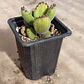 Cotyledon Tomentosa Lemon  (Garrita de oso) - Miniatura 3