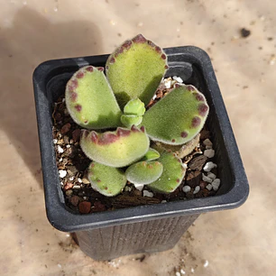 Cotyledon Tomentosa Lemon  (Garrita de oso)