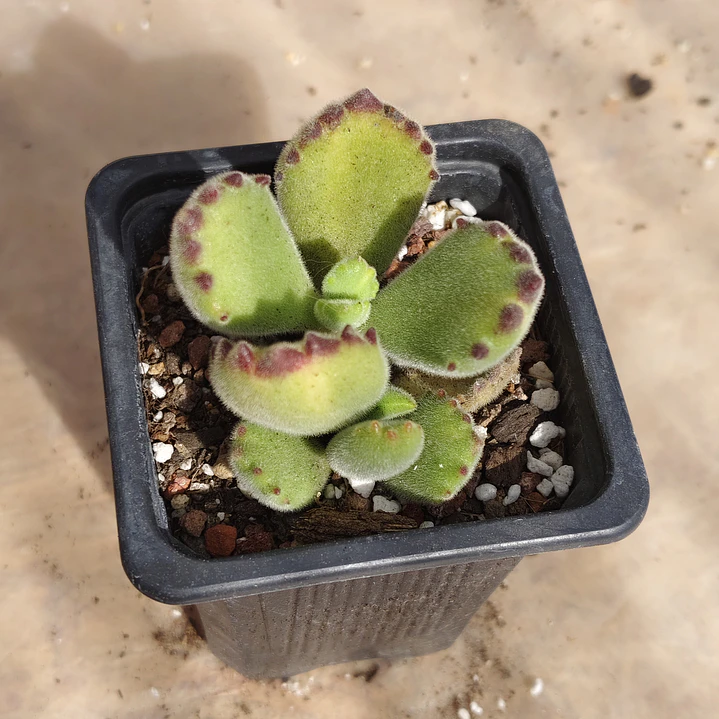 Cotyledon Tomentosa Lemon  (Garrita de oso) 2