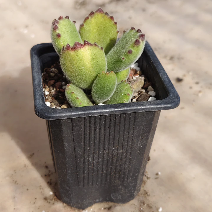 Cotyledon Tomentosa Lemon  (Garrita de oso) 4